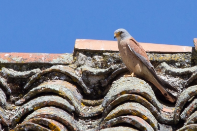 Volgens de boekjes en al moet op het dak van de Arena in Trujillo de grootste populatie Kleine Torenvalken verblijven. Daar s' morgens aangekomen was er geen enkele Valk te bekennen. Een paar keer om het gebouw gereden en een poosje gewacht maar helemaal niets. Dan eerst maar lopend de stad in want er was feria op het Plaza Mayor, er stonden veel tenten waar je lekkere hapjes en drankjes kon proeven. Toen we s' middags weer terug gingen hadden we wel succes, er vlogen er een aantal rond en af en toe gingen ze op het dak zitten. Zo heb ik toch nog een serie foto's kunnen maken gelukkig.