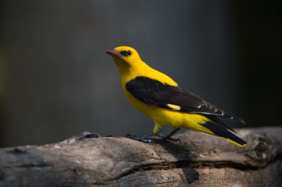 Een lang gekoesterde wens een Wielewaal voor de lens. De kleuren spatten er vanaf! Je raakt er werkelijk van in paniek opeens zit die daar en nu maar hopen een paar foto's ervan te mogen maken.
VG Ren Kahl