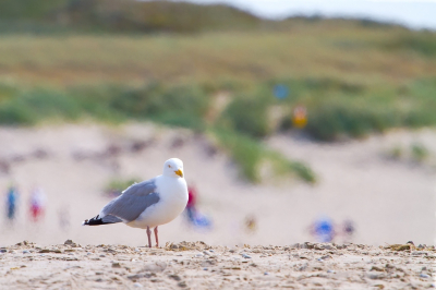 Een Drieteenmeeuw geschoten bij de vuurtoren op Texel afgelopen zomer (2013).