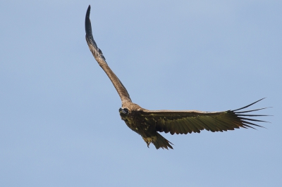 Ik had van een site op internet een aantal Ornithologische routes door Extremadura uitgeprint. Goed beschreven routes,  veel informatie over de gebieden en er zouden heel veel soorten te zien zijn, helemaal leuk dus. De sleutel opgehaald in Saucedilla en vol goede zin naar hut 1, niets maar dan ook helemaal niets te zien. Hut 2, kijken, riet afspeuren, wachten, zoeken enz. enz. ook niets. Hut 3 en 4 hetzelfde verhaal, niets. Beetje teleurgesteld de sleutel teruggebracht en door het gebied wat rondgereden. En ineens kwamen er een paar rovers aanvliegen met 1 grotere ertussen. Gauw de auto uit en dat was deze Monniksgier. Nooit eerder gezien en met een big smile ging ik weer naar huis terug. Ineens was mijn dag weer helemaal goed.