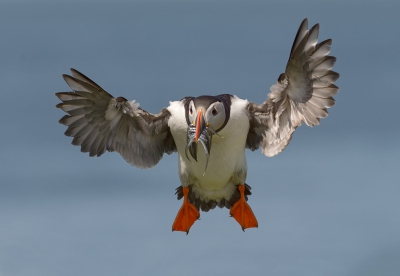 <i class='fa fa-user'></i>&nbsp;Henk Laverman&nbsp;|   Papegaaiduiker&nbsp; <i class='fa fa-eye'>&nbsp;548</i> &nbsp;<i class='fa fa-thumbs-up'>&nbsp;20</i> &nbsp; <i class='fa fa-comment-o'>&nbsp;24</i>