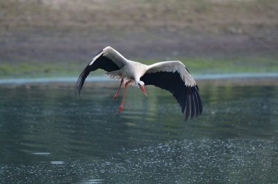 Deze ooievaar was even aanwezig daar bij de IJssel en vloog in ene weg en met drie beelden vast kunnen leggen. Helaas op dat moment vele pluisjes op het water dat overig geheel strak was.