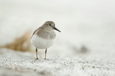 <i class='fa fa-user'></i>&nbsp;Frank Kremer&nbsp;|   Temmincks Strandloper&nbsp; <i class='fa fa-eye'>&nbsp;427</i> &nbsp;<i class='fa fa-thumbs-up'>&nbsp;2</i> &nbsp; <i class='fa fa-comment-o'>&nbsp;12</i>