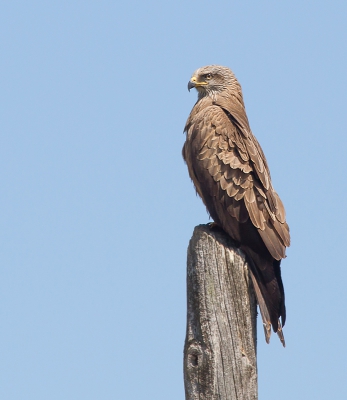 We hebben 7 weken door Spanje gereisd en overal zagen we Zwarte Wouwen vliegen. Hier reden we bij het meer vandaan en ineens zag ik vanuit mijn ooghoek iets groots op een paal zitten en ik zag wel dat het geen Buizerd was. Heel rustig de auto weer een stukje achteruit gereden omdat er een gebouw en allemaal stuiken voor stonden. Gelukkig, hij zat er nog. Gauw een paar foto's gemaakt en toen vloog hij weg.