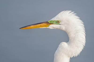 <i class='fa fa-user'></i>&nbsp;Wilfred Marissen&nbsp;|   Amerikaanse Grote Zilverreiger&nbsp; <i class='fa fa-eye'>&nbsp;311</i> &nbsp;<i class='fa fa-thumbs-up'>&nbsp;5</i> &nbsp; <i class='fa fa-comment-o'>&nbsp;8</i>