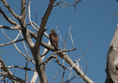 Kenn Kaufman spreekt in zijn "Field guide to birds of North America", over a slim buteo (slanke buizerd van de westerse prairies). Hij zit hier met open bek, vanwege de hitte (ruim 104 graden Fahrenheit). Aan de hand van Kaufman's gids ben ik vrijwel zeker van Swainson's Hawk. Heb ik het mis, dan lees ik dat graag.