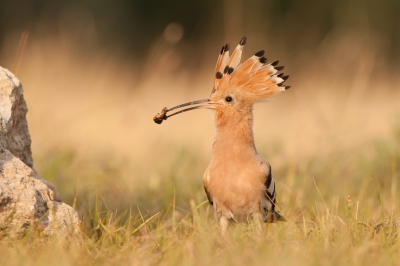 Soms zit het mee, meestal zit het tegen! Na bijna 13 uur in totaal twee dagen in de schuilhut te hebben gezeten kwam dan eindelijk het verlossende en gekoesterde plaatje! In het  avondzonnetje met insect en jawel met kuif omhoog kwam hij van achter de stenen parmantig aanlopen om zijn vrouwtje te verrassenGenieten!!!