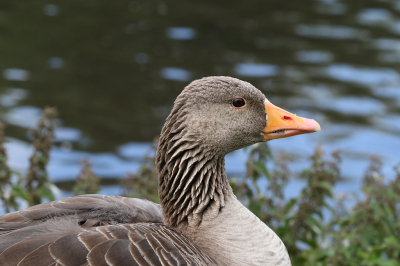 Een close-up van een Grauwe Gans, genomen vanaf de zijkant.