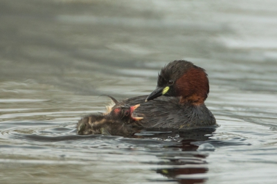 Dodaars zijn schuw dat weten we allemaal. ik moest veen paar dagen het geduld opbrengen, de jongen kwamen zo nu een dan wel uit een rietpol maar het vrouwtje niet. de tweede dag kwam het vrouwtje met vier jongen uit de rietpol naar buiten,prachtig moment. Toen heb ik een serie foto's kunnen maken, en verdwenen waren ze.