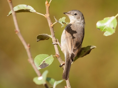 Deze Baardgrasmus (juv) ipv Balkanbaardgrasmus kwam keurig bij de vogelhut op Monte Horizonte zitten. Maar volgens mij is er een probleem in het register van Birdpix. Dit is de Sylvia cantillans die volgens de nieuwe ANWB Vogelgids van Europa wordt aangeduidt als Baardgrasmus. Ook in de Engelse Collins (waarvan de ANWB vogelgids een vertaling is) wordt deze vogel aangeduidt als Subalphine Warbler ipv Eastern Subalphine Warbler.
Ik was al heel erg blij omdat de baardgrasmus nog niet in Birdpix stond en dacht als eerste te zijn, helaas........