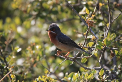 Vogelfotografie op Lesbos geeft een extra dimensie aan je vakantie. Deze Balkangrasmus zat uitgebreid te zingen en liet zich mooi fotograferen.