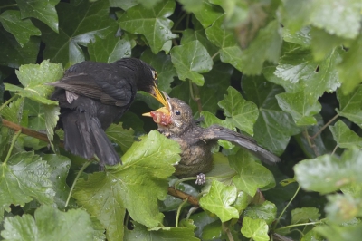 Vanochtend kwam een jonge merel uit het nest en werd op een tak gevoed door zijn vader. Hopelijk groeit hij goed met een groete eetlust.
Wat heeft hij gekregen?  mij vroeg ik af...
