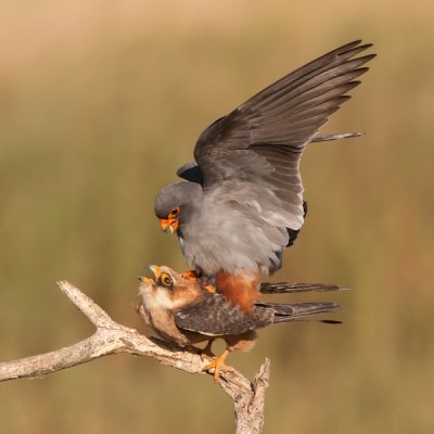 Een paring van deze roodpootvalken is al geplaatst door een collega fotograaf op dezelfde locatie maar op een andere dag. Ik denk dat het een soort machtsvertoon ritueel is want zij hadden beide 3 jongen op het nest zitten, waar ze de gehele dag druk mee waren te voeren! Het blijft een fascinerend schouwspel
VG Ren Kahl
