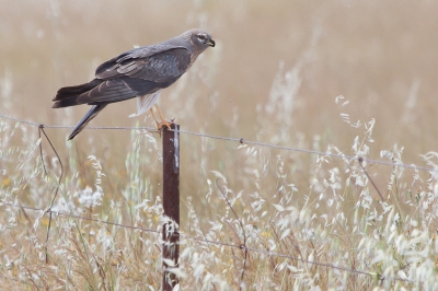 Foto 1.
In La Serena was bijna geen vogel te zien en dan zie je ineens deze Gr. Kiek op een paaltje zitten. Ik had ze bij Magasca wel zien vliegen, daar broeden ze ook maar dat was best ver weg. Dit was op mooie acceptabele afstand voor mijn lensje. Hij bleef gelukkig een even zitten met een prooi in zijn poot. 
Bij deze foto zat er net een wolkje voor de zon.