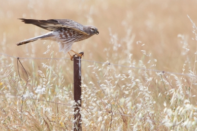 Foto 2.
In La Serena was bijna geen vogel te zien en dan zie je ineens deze Gr. Kiek op een paaltje zitten. Ik had ze bij Magasca wel zien vliegen, daar broeden ze ook maar dat was best ver weg. Dit was op mooie acceptabele afstand voor mijn lensje. Hij bleef gelukkig een even zitten met een prooi in zijn poot. 
Hier maakte hij net aanstalte om weg te vliegen en was de zon er weer volop, vandaar die andere kleur van de foto.