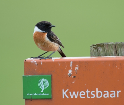 Zijn vaste uitkijkpunt, op zijn gemak en toch kwetsbaar.