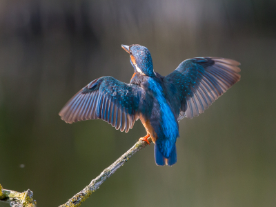 Vroeg in de ochtend had deze ijsvogel ruzie met een zwaluw om de zitplaats, vandaar de dreighouding. 
IJsvogel won.