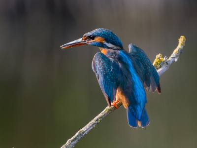 Na het verjagen van de zwaluw keek de ijsvogel nog eens tevreden om en de rust keerde weer.