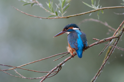 Een foto van een ijsvogel bij de lepelaarsplassen. Hij zat hoog in de boom en was wat lastig op de foto te krijgen. Gelukkig kon ik het tegenlicht wegwerken met bomen die op de achtergrond stonden.