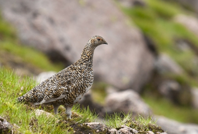 Een dagje wandelen in het Cairngorms Nationaal Park (Schotland) leverde mijn enkele leuke ontmoetingen op met vrouwtjes Alpensneeuwhoenen en hun jongen.