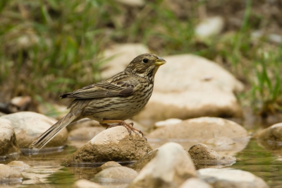 Zo nu en dan zie je de Grauwe gors daar,ze zijn toch vrij schuw. Bij een riviertje waar vogels drinken verschuilen,drinken en baden doen ze graag.