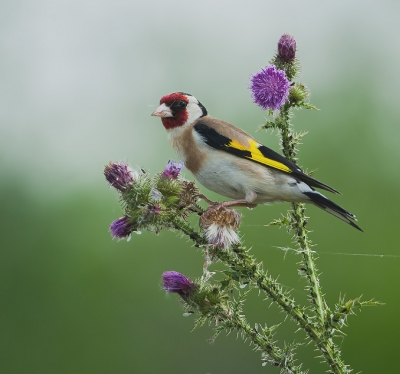 Gisteren een " echte " distelvink kunnen platen . Een soort met geen rust in de stuit en meestal in een  (te ) drukke omgeving