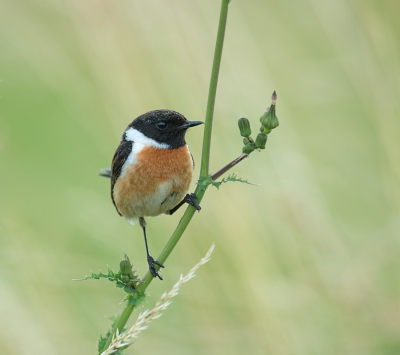 Deze roodborst tapuit vond ik wel wat sierlijks hebben, zoals hij op de stengel zat.