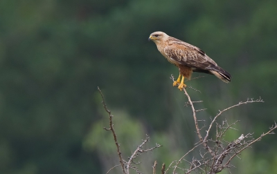 <i class='fa fa-user'></i>&nbsp;Paul Cools&nbsp;|   Arendbuizerd&nbsp; <i class='fa fa-eye'>&nbsp;456</i> &nbsp;<i class='fa fa-thumbs-up'>&nbsp;1</i> &nbsp; <i class='fa fa-comment-o'>&nbsp;1</i>