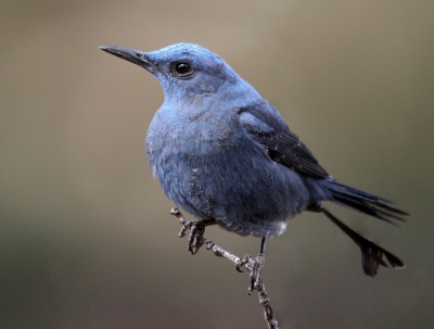 It was recorded 3 years ago in Antalya/Turkey. It is among the rare species in the region.