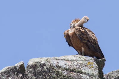 Als je in Extremadura bent is de eerste rit altijd, voor ons althans naar de Pea Falcon, de Gierenrots met al zijn Vale Gieren en andere soorten roofvogels. Een foto van de Vale Gier mag dus niet ontbreken uit mijn serie van de Spaanse vogels die ik jullie laat zien.
Ik was op weg naar de plek waar je de Blauwe Rotslijster kunt zien toen ik deze op de rots langs het pad zag zitten. Een mooi uitkijkpunt vanwaar de Gier de mensen op het pad eens goed kan bekijken.