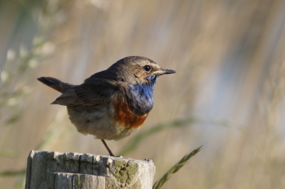 De eerste keer dat ik dit mooie vogeltje voor de lens kreeg!!
en mijn eerst foto hier