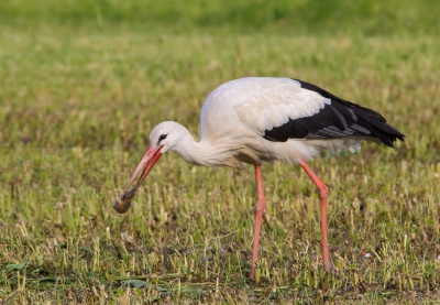 Gisteren vanuit me werk zag ik twee Ooievaars in een net gemaaid weiland. Dus na het eten nog even terug gegaan en gelukkig zaten ze er nog. Ze vingen de ene naar de andere muis.