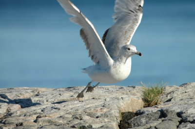 I have shot a full sequence of the take-off in continuous mode with a 80-400 OS lens on a D70 camera. Composition was not perfect but I liked the details of the movement...