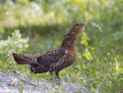 In Zweden is nog echt ongerepte natuur.  De prachtige Auerhoen zie je zo hier en daar langs de kant van de vaak onverharde weg.