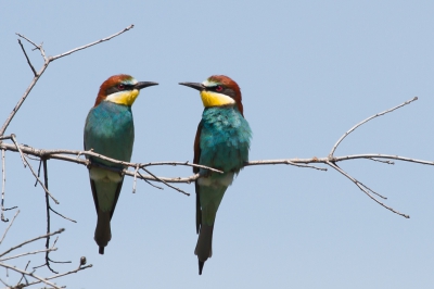 Ik zag wat rondscharrelen tussen wat struikgewas onder een boom, auto  aan de kant en zoeken wat er zit zegt mijn man ineens, kijk eens omhoog, zitten er twee Bijeneters in de boom. De andere vogel liet zich niet meer zien, die had er de pest over in dat mijn aandacht zo snel al naar de Bijeneters ging. Het is geen spectaculaire foto maar gewoon langs de weg gefotografeerd en nu eens niet op een electriciteitsdraad maar in een boom waar ik wel blij om was. Van alle foto's die ik van ze kon maken vind ik dit, zo met de snavels naar elkaar toe wel de leukste.