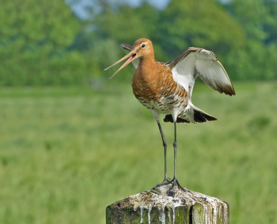 Dit is denk ik een van de laatste grutto's die me even gedag komt zeggen,wat is het al stil in de polder,jammer hoor,ik mis de geluiden nu al.
Elk jaar zit op deze paal of de grutto of een tureluur,wel te zien aan de ontlasting op de paal.
Ik denk echt dat deze 2 vogels elk jaar terug komen op deze plaats(de paal).Dit is een afstand van een meter of 4 en duidelijk helemaal niet schuw.
Misschien herkent hij mijn auto wel?