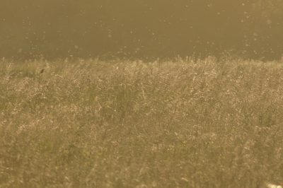 het was al en beetje laat toen ik een rietgors hoorde.
natuurlijk nergens te zien.
na lang zoekne zie ik hem tog zitten in de verte het leverde best een leuke foto op.