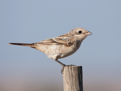 Deze Roodkopklauwier (juv) bleef keurig zitten gelukkig. De Roodkopklauwieren doen het goed hier in de Alentejo regio van Portugal. Wij hebben gisteren tijdens een excursie 18 jongen en 4 volwassenen gezien (op verschillende plaatsen).