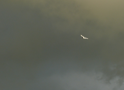 Deze avond zag het er naar uit dat er heel slecht weer zou komen.De meeuwen vlogen hoog in de lucht met zo je kunt zien een vreselijke donkere lucht.
Met af en toe aan de andere kant een zonnetje door de wolken heen,zodat de meeuw prachtige belicht werd.