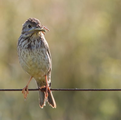 We hebben heel wat vogels langs de weg op de ijzerdraad hekjes zien zitten. Ook verschillende met hun snavel vol Sprinkhanen.