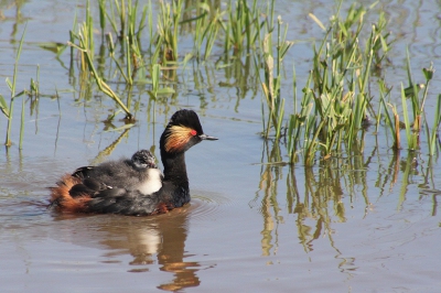 Geoorde futen nemen volgens mij nog jaarlijks toe in aantallen. In de polders rond het Zuidlaardermeer broeden ook heel wat paartjes. Dit vond ik een mooi gezicht, een ouder met een jong op de rug. Het zit in de futenfamilie blijkbaar.