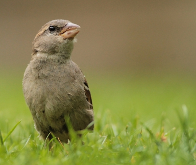 deze mus kwam even nieuwsgierig kijken of ik nog wat lekkers had, gelukkig had ik mijn camera bij me en kon ik hem vastleggen