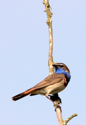 Koos steeds hetzelfde plekje om te zingen en te speuren naar belagers. Later ontdekt dat hij was geringd, maar te weinig gegevens volgens het vogeltrekstation