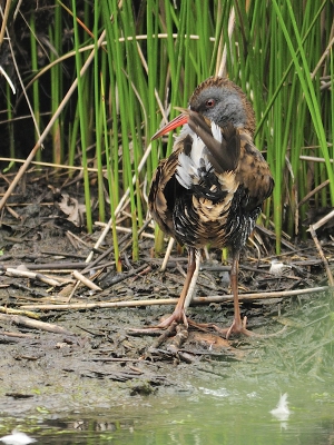 Bij Bordeaux ligt het bassin van Arcachon, met een Rserve Ornitologique waar je een route met hutten kunt volgen, en waar we vorige keer een waterral zagen. 
Dit keer, jaren later, in de zelfde hut: nog eens.
Alleen zat ie nu wat dichterbij.