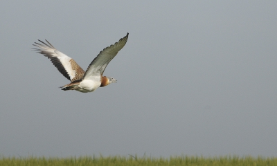 Een bekende vogel in Villafafila, waar de plaatselijke bevolking je met plezier vaan aanwijst waar ze zitten. Ze zijn er waarachtig een beetje trots op! Deze is voor jullie: niet omdat ie zo scherp is, niet omdat ie zo netjes op je af vliegt, maar omdat ik het een leuk plaatje vind, waar je aan kunt zien dat het een groot en weids gebied is.