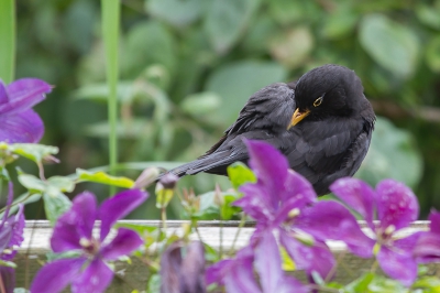 Deze Merel komt elke dag een bad nemen en vliegt dan de boom in om zich weer mooi op te poetsen. Hier ging hij bij de clematis zitten om zich een s mooi te maken voor de foto.