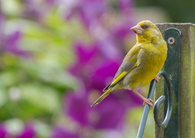 Heel af en toe komt er nog een Groenling even de tuin in. Hij kijkt dan wat rond en gaat er weer vandoor.