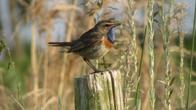 Ik zag een vogeltje op een paal zitten. Mijn vriend zij dat het een winterkoninkje was maar ik zei dat een blauwborst  nadat ik een foto had gemaakt.