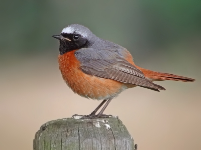 Deze gekraagde roodstaart keerde regelmatig op het zelfde paaltje terug,zodat ik hem mooi op de plaat kon vastleggen.
Gr, Geert.