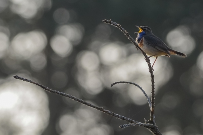 Een vroege ochtendwandeling door de Groote Peel om weer eens blauwborsten te kijken. En jawel, op ongeveer de vaste plek zit een exemplaar te zingen. Hij was eventjes lastig vinden met het tegenlicht. Dat tegenlicht wilde ik graag gebruiken in de foto.